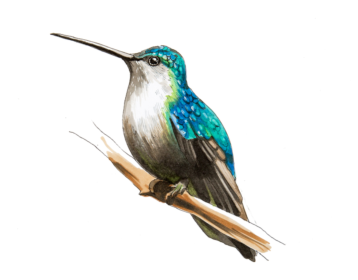 Перья. Скетчинг - Расторгуева (2017)_0.png